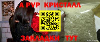 гашик Кингисепп