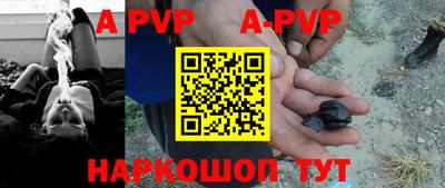 гашик Кингисепп